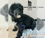 Small Photo #1 Poodle (Standard) Puppy For Sale in SPRINGBORO, OH, USA