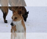 Small #13 Saluki-Whippet Mix