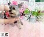 Small #1 Yorkshire Terrier