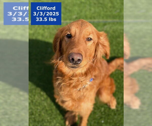 Medium Photo #2 Golden Retriever Puppy For Sale in West Hollywood, CA, USA