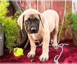 Small Photo #5 Mastiff Puppy For Sale in WAKARUSA, IN, USA
