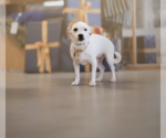 Small #2 Jack Russell Terrier Mix