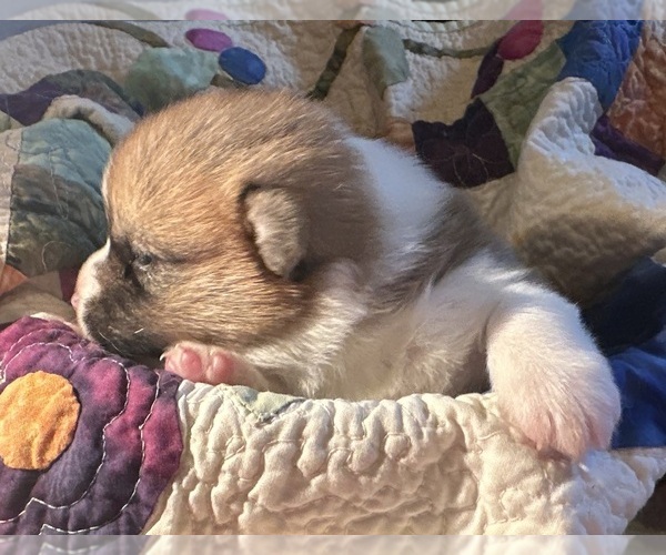 Medium Photo #16 Pembroke Welsh Corgi Puppy For Sale in JACKSON, NJ, USA