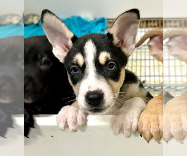 Medium Photo #2 Borador Puppy For Sale in GILBERTS, IL, USA