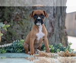 Puppy Fiona Boxer