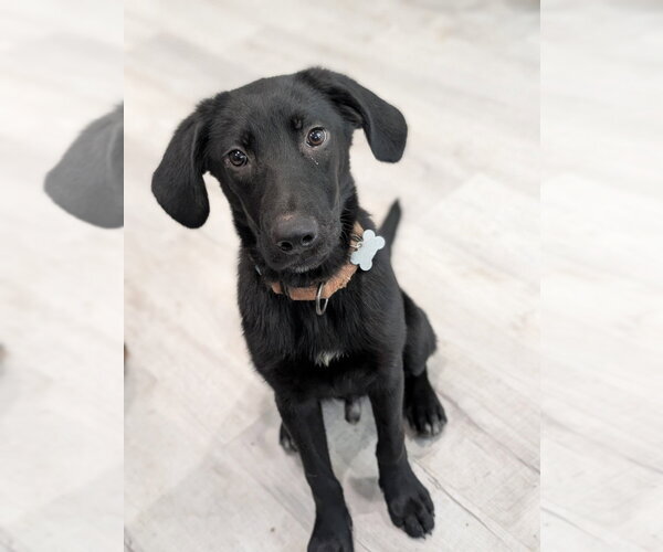 Medium Photo #3 Mutt Puppy For Sale in Boston, MA, USA