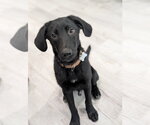Small #2 Mutt