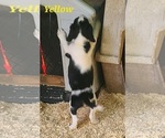 Small Photo #14 English Springer Spaniel Puppy For Sale in PENDLETON, OR, USA