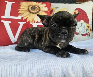 French Bulldog Puppy for sale in WALSH, IL, USA