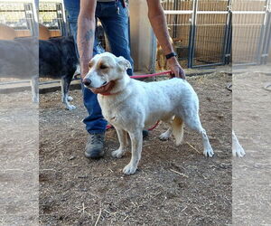 Natasha - Female Siberian Husky-Unknown Mix Dog for Adoption - Photo #2