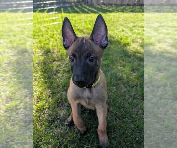 Medium Photo #12 Belgian Malinois Puppy For Sale in OSHKOSH, WI, USA