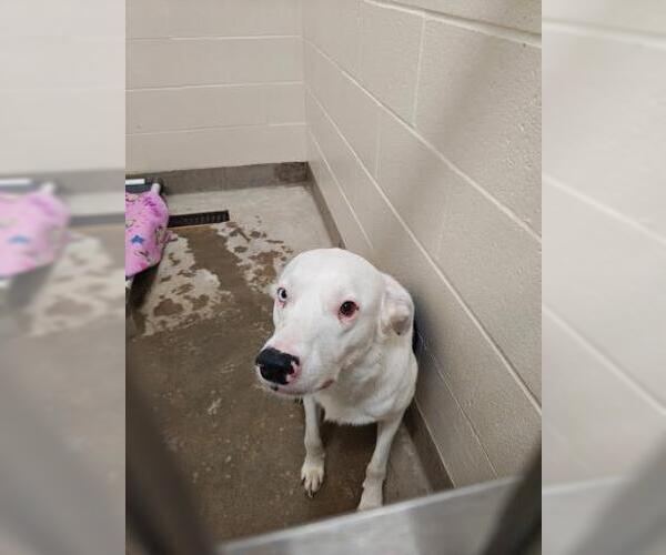 Medium Photo #1 Border Collie Puppy For Sale in Jackson, CA, USA