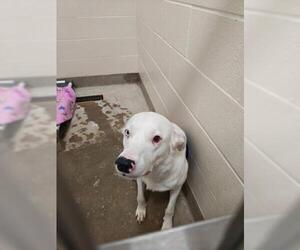 Border Collie Dogs for adoption in Jackson, CA, USA