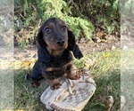 Image preview for Ad Listing. Nickname: Dominic