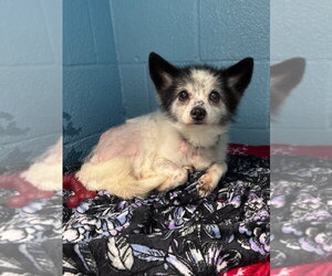 Chihuahua-Unknown Mix Dogs for adoption in Muskegon, MI, USA