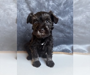 Medium Schnauzer (Miniature)