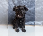 Puppy Puppy 3 Schnauzer (Miniature)