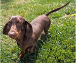 Small #1 Dachshund