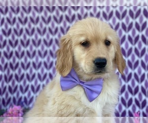 Golden Retriever Puppy for sale in LANCASTER, PA, USA