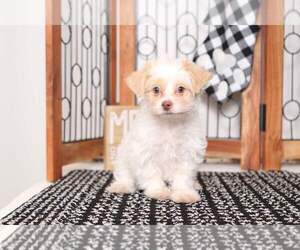 Shih-Poo Puppy for sale in NAPLES, FL, USA