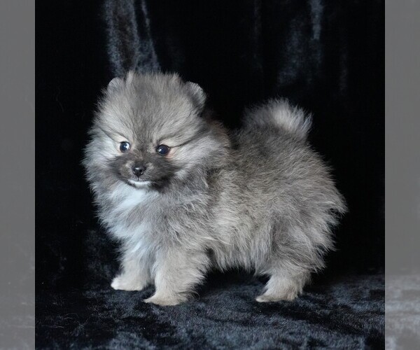 Medium Photo #6 Pomeranian Puppy For Sale in ROCK VALLEY, IA, USA