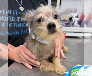 Mutt Dogs for adoption in Lawrenceville, NJ, USA