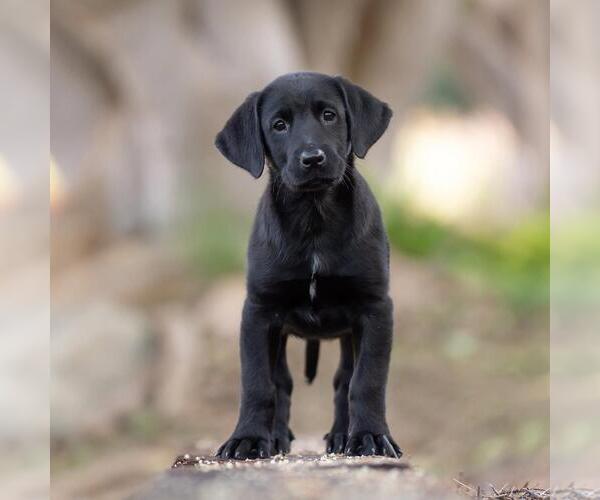 Medium Photo #4 Labrador Retriever-Unknown Mix Puppy For Sale in San Diego, CA, USA
