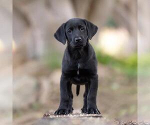 Huckleberry Finn Pup - Joanna - Female Labrador Retriever-Unknown Mix Dog for Adoption - Photo #4