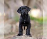 Small Photo #4 Labrador Retriever-Unknown Mix Puppy For Sale in San Diego, CA, USA