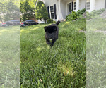 Puppy Male Akita