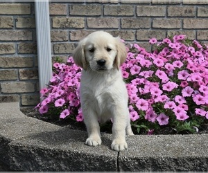 Golden Retriever Puppy for sale in MILLERSBURG, OH, USA