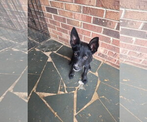 Labrador Retriever-Unknown Mix Dogs for adoption in Holly Springs, NC, USA