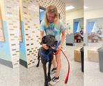 Small #2 Great Dane Mix