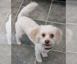 Small #1 Cavachon