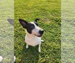 Small Photo #4 Border Collie-Unknown Mix Puppy For Sale in Lee's Summit, MO, USA