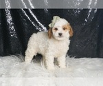 Small Photo #96 Poodle (Toy) Puppy For Sale in WARSAW, IN, USA