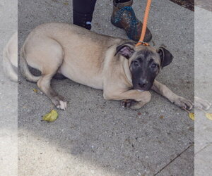 Sprinkles - Female Black Mouth Cur-German Shepherd Dog Mix Dog for Adoption - Photo #3