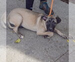 Small Photo #3 Black Mouth Cur-German Shepherd Dog Mix Puppy For Sale in Huntley, IL, USA