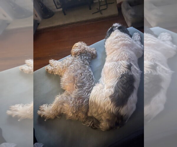 Medium Photo #4 Shih Tzu Puppy For Sale in Caldwell, NJ, USA