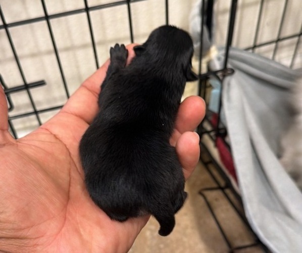 Medium Photo #6 Pomeranian Puppy For Sale in LOGANVILLE, GA, USA