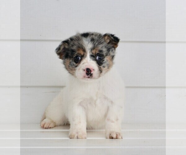 Medium Photo #1 Chiweenie-YorkiePoo Mix Puppy For Sale in NAPPANEE, IN, USA