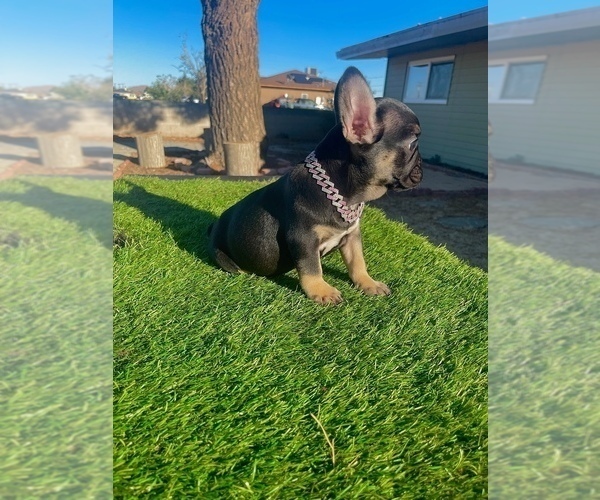 Medium Photo #8 French Bulldog Puppy For Sale in WEST HOLLYWOOD, CA, USA