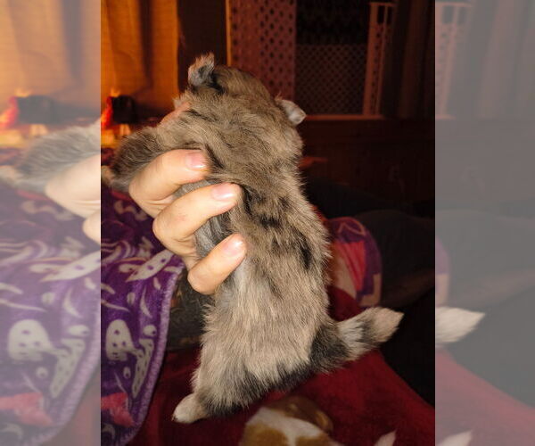 Medium Photo #7 Chiranian Puppy For Sale in WEST BRANCH, MI, USA