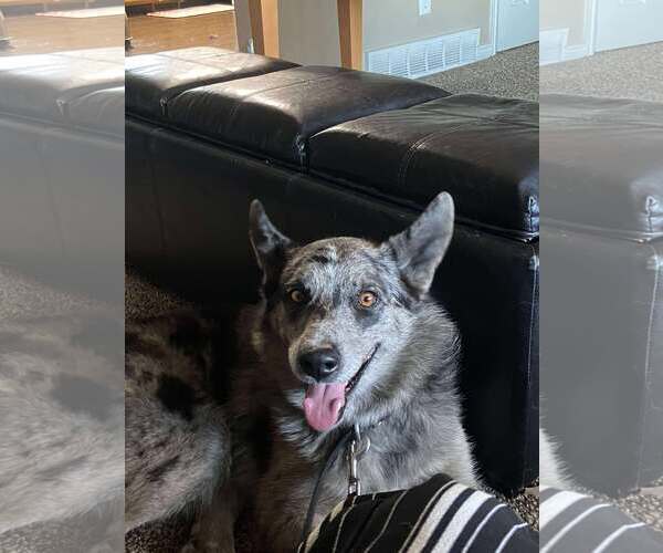 Medium Photo #1 Australian Shepherd-Unknown Mix Puppy For Sale in MIDWAY, UT, USA