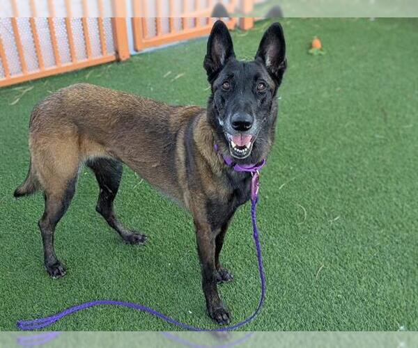 Medium Photo #2 Mutt Puppy For Sale in Las Vegas, NV, USA