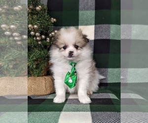 Cavapoo Puppy for sale in CHRISTIANA, PA, USA