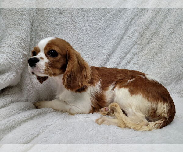 Medium Photo #2 Cavalier King Charles Spaniel Puppy For Sale in Lincolnwood, IL, USA