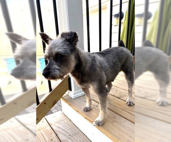 Medium Photo #3 - Mix Puppy For Sale in Lenoir, NC, USA