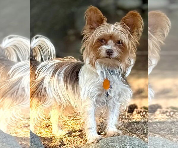 Medium Photo #2 Mutt Puppy For Sale in Bellevue, WA, USA