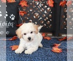 Small #2 Bichpoo